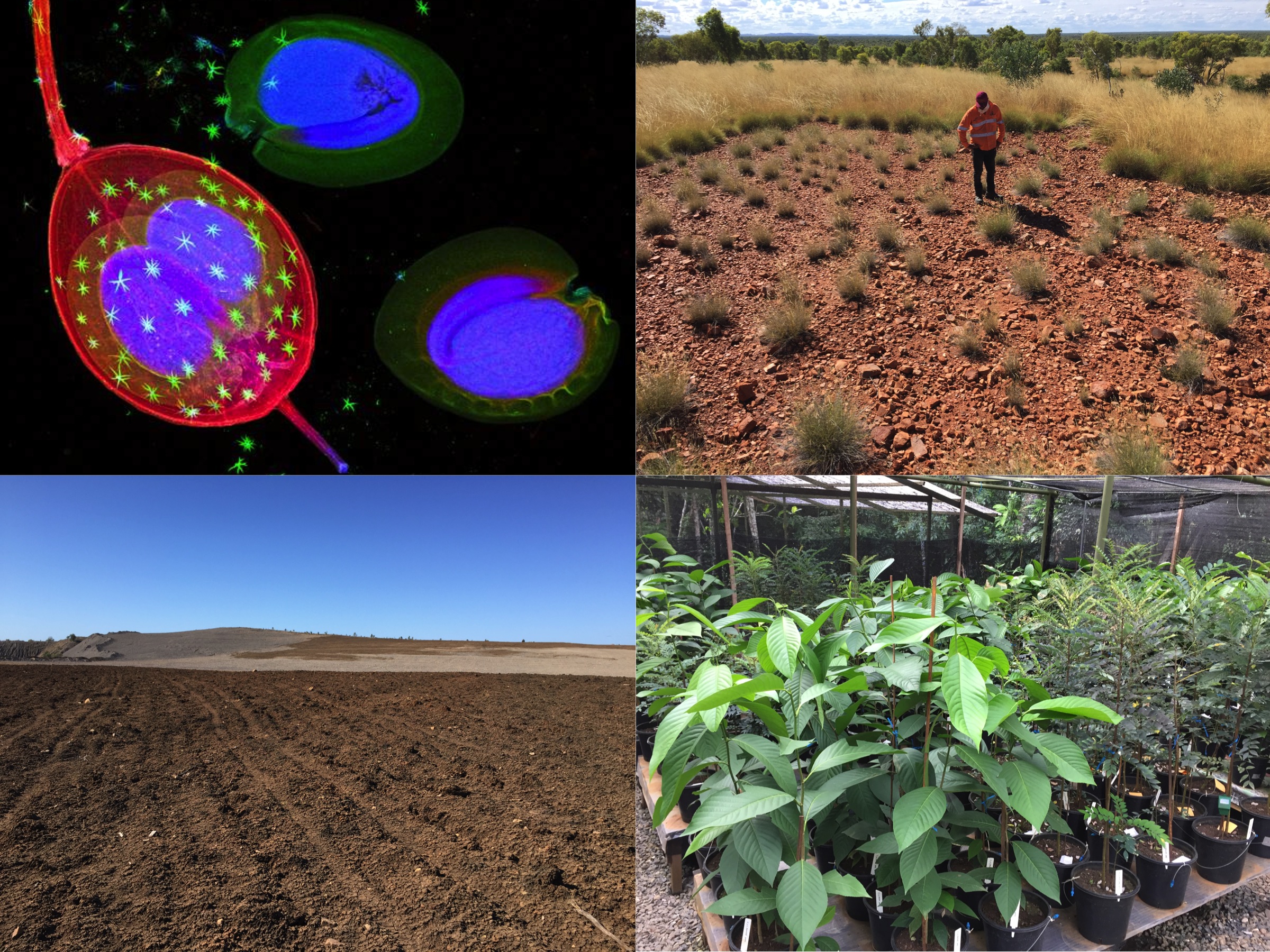 Synchrotron images of nickel hyperaccumulator Alyssum murale seeds; copper metallophyte community in north-western Queensland; rehabilitated landform at an open-cut coal mine; nickel hyperaccumulator growth trial in Sabah, Malaysia