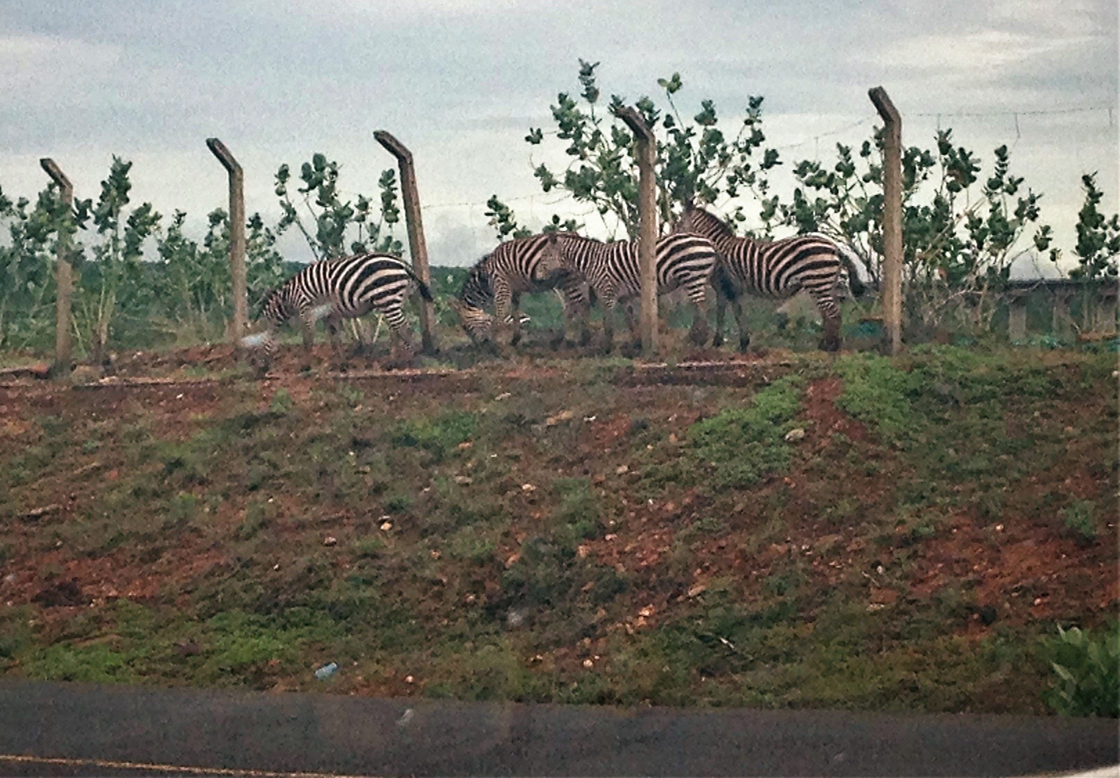 Wildlife Dispersal Modelling for Road Mitigation Purposes (Kenya)