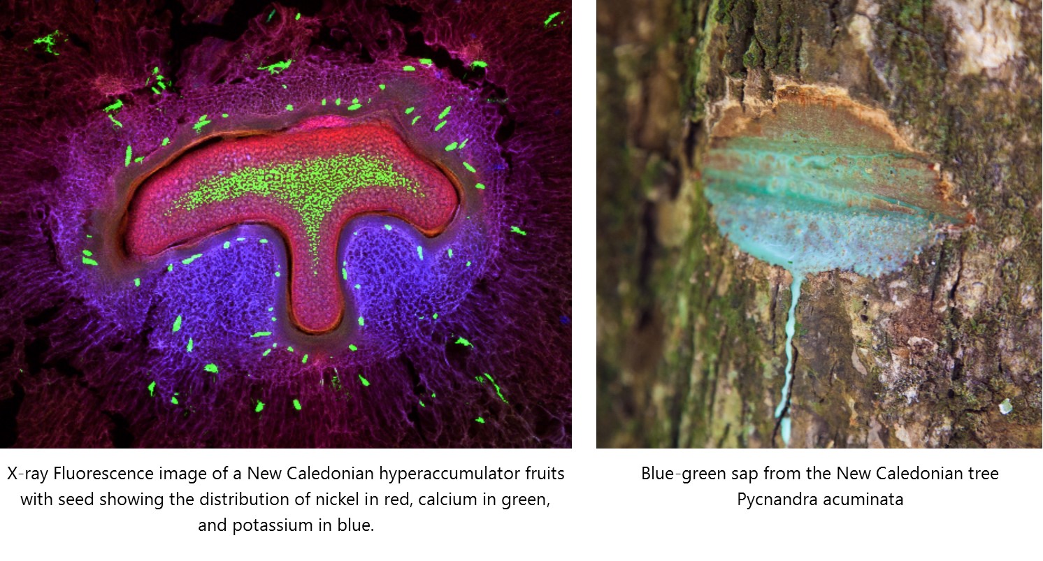 Elucidating the cellular distribution and pathways of nickel accumulation in tropical hyperaccumulator plant species