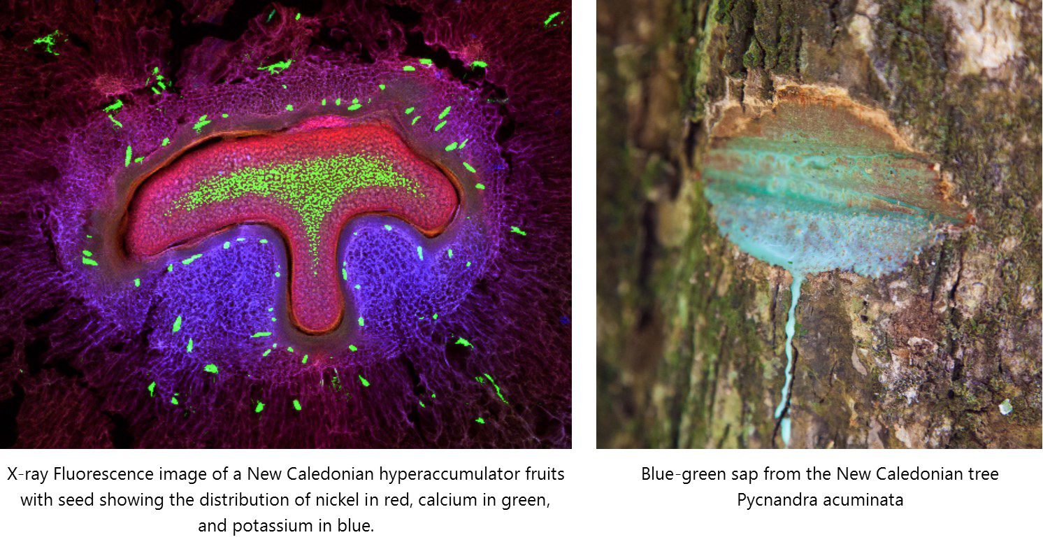 Elucidating the cellular distribution and pathways of nickel accumulation in tropical hyperaccumulator plant species