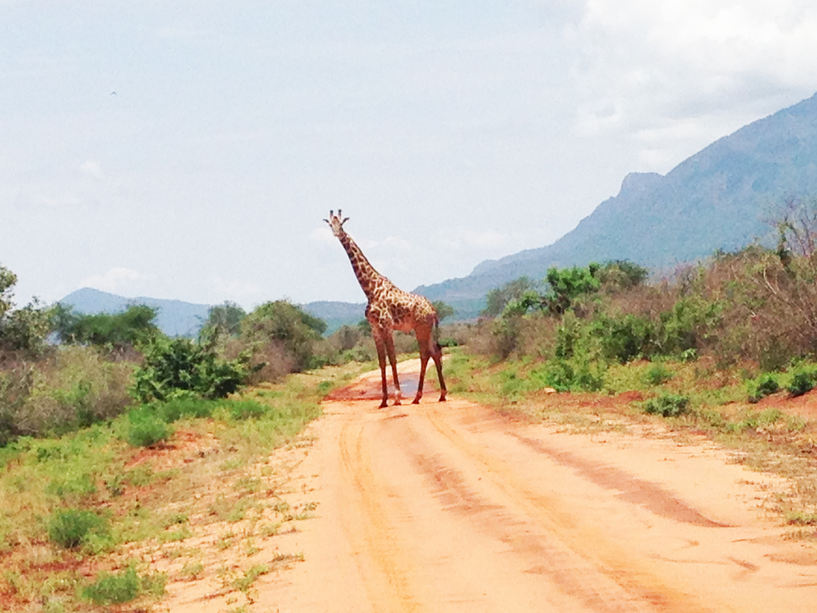 Giraffe - Kenya