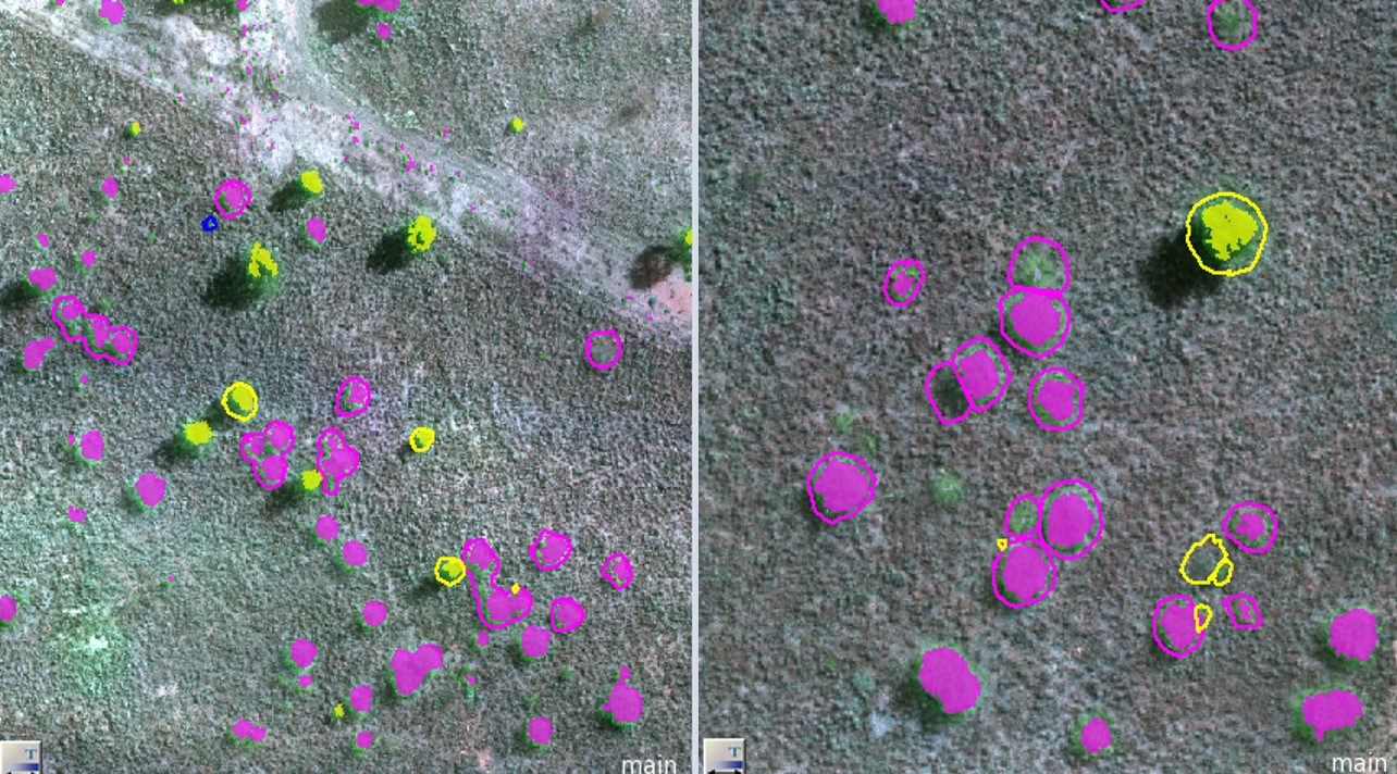 Detection of weed species using highresolution drone imagery and