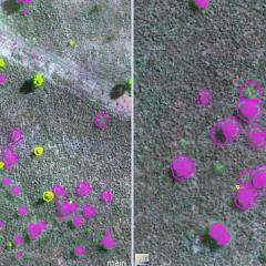 Classification of weed (Parkinsonia aculeata) 