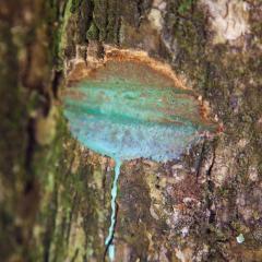 Elucidating the cellular distribution and pathways of nickel accumulation in tropical hyperaccumulator plant species