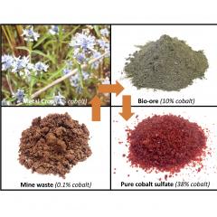 Australian plants extracting high-value metals from mining wastes