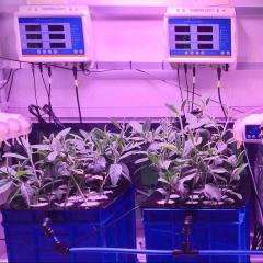 Hydroponic plants in purple UV light