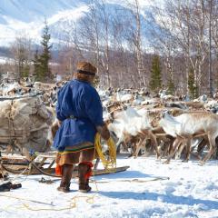 Nenets reindeermans catches reindeers on a sunny winter day